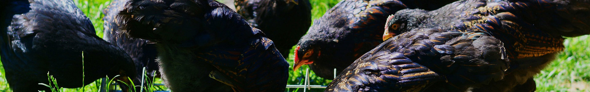 Know Kadaknath
